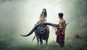 Local Thais riding buffalo in Thailand